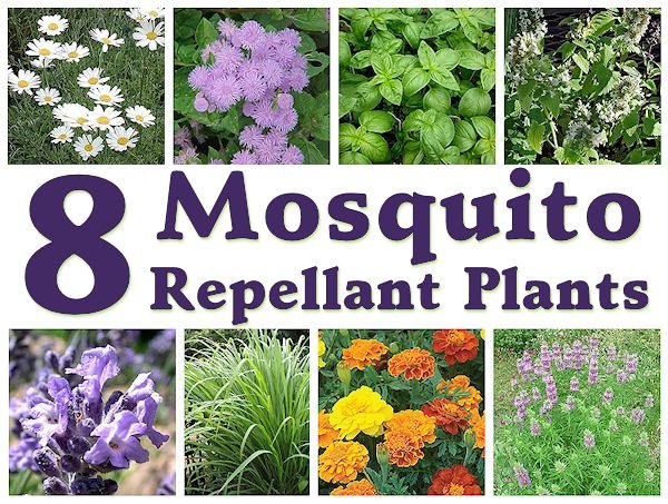 what-s-the-best-natural-mosquito-repellent-a-comprehensive-guide