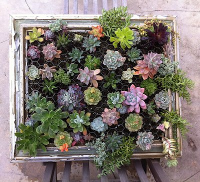 DIY Framed Hanging Succulent Garden