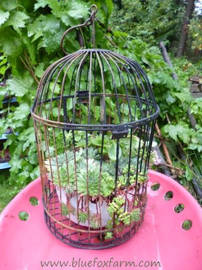 Bird Cage Planter