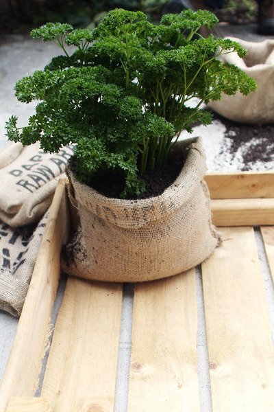 Coffee Bag Planter Pots