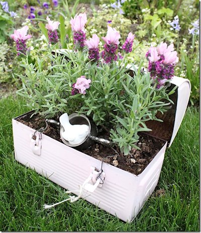 Lunchbox Planter