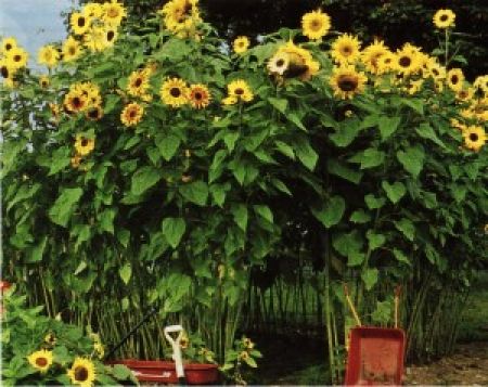 How to make a Sunflower Fort for Kids