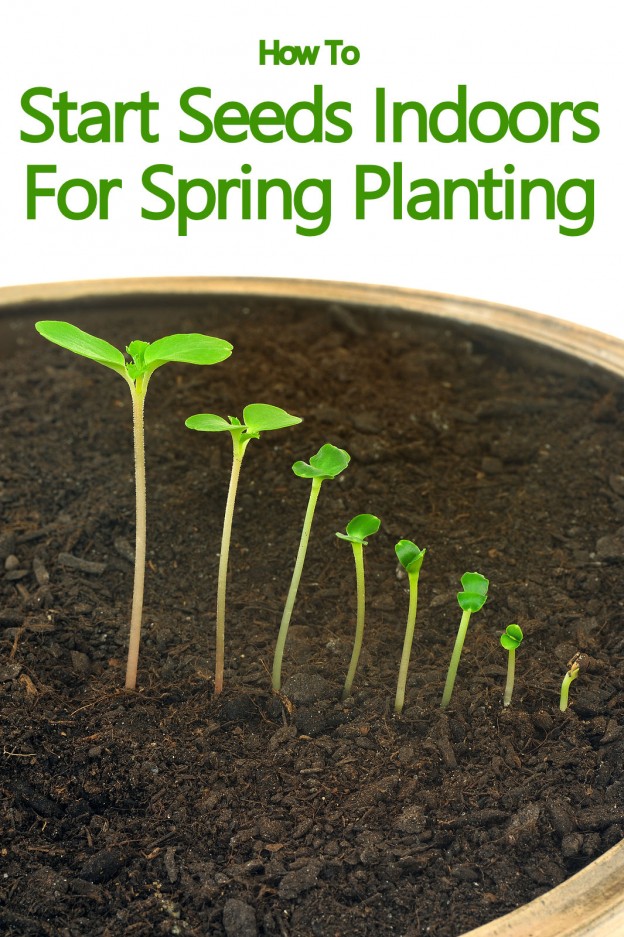 How To Start Seeds Indoors For Spring Planting